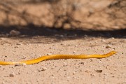 This is an extremely venomous Cape cobra crossing the road.  It had it's hood on display when we stopped just inches from it.  Too close for a photo then and a little too scary.